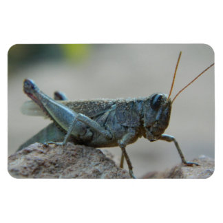 Little Sandy Grasshopper Magnet