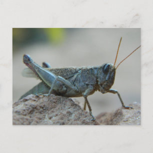 Little Sandy Grasshopper Postcard