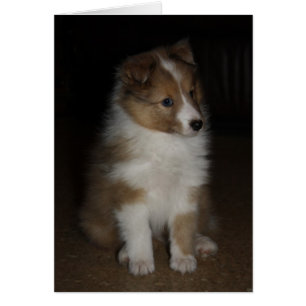 "Little Sarge"  Shetland Sheepdog Puppy