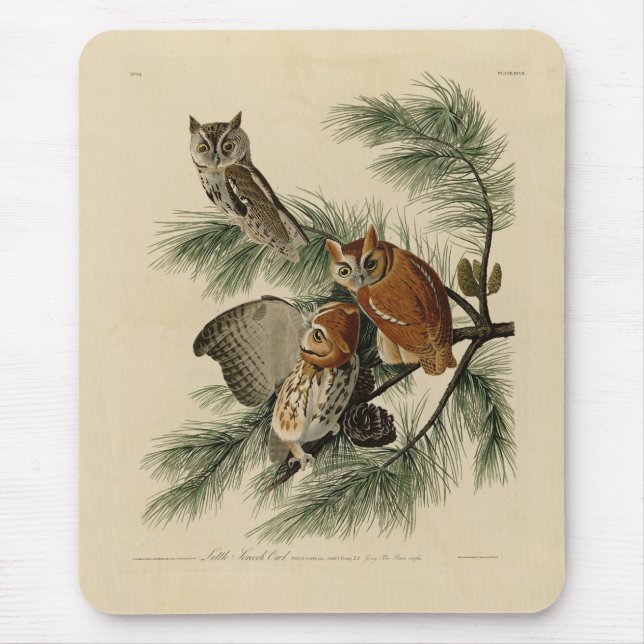 Little Screech Owl from Audubon's Birds of America Mouse Mat (Front)