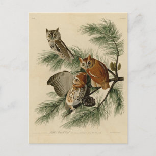 Little Screech Owl Postcard