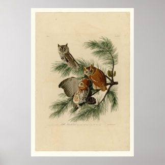 Little Screech Owl Poster