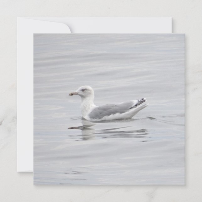 Little seagull (Front)