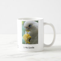 Little (Short Bill) Corella
