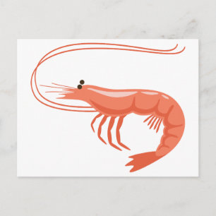 Little Shrimp Postcard