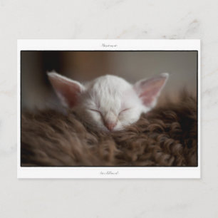 Little Sleepy - LaPerm Kitten Postcard