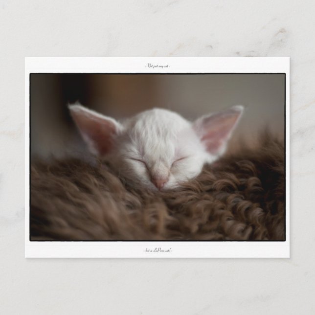 Little Sleepy - LaPerm Kitten Postcard (Front)