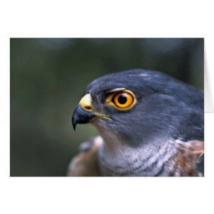 Little Sparrowhawk