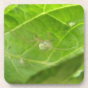 Little Spider Cork Coaster