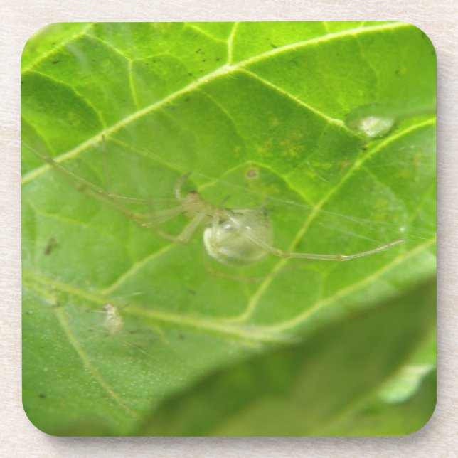 Little Spider Cork Coaster (Front)