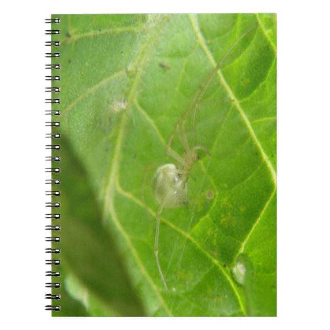 Little Spider Notebook (Front)