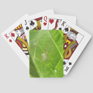 Little Spider Playing Cards
