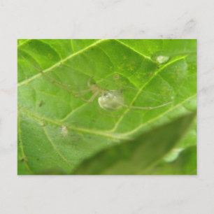 Little Spider Postcard