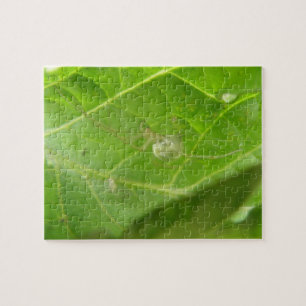 Little Spider Puzzle