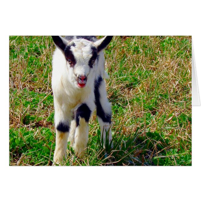 Little Spot (Front Horizontal)