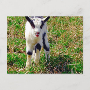 Little Spot The Goat Kid Postcard