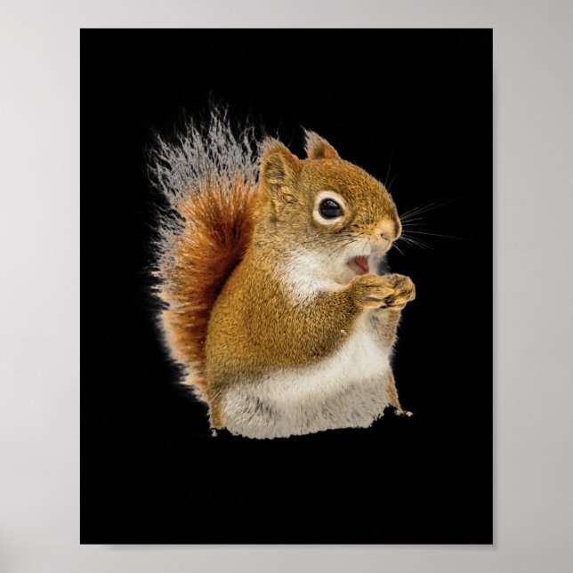 Little Squirrel Eating His Nuts  Poster (Front)