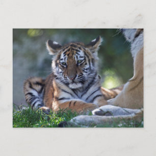Little Stripes Postcard