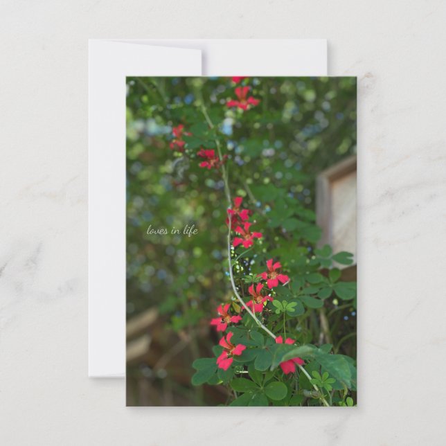 Little Summer Flowering Vine Card (Front)