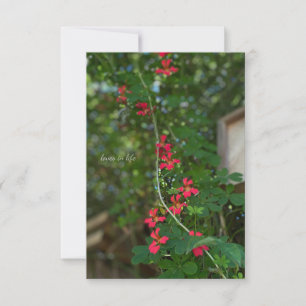Little Summer Flowering Vine Card