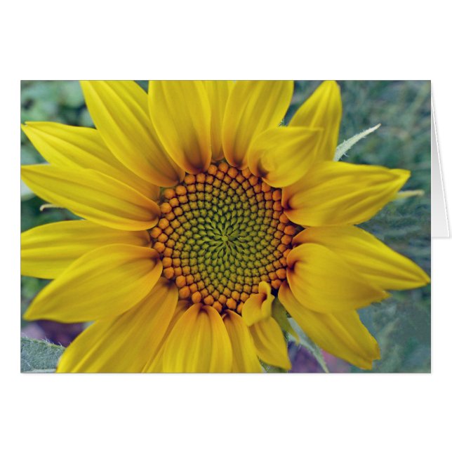 Little Sunflower (Front Horizontal)