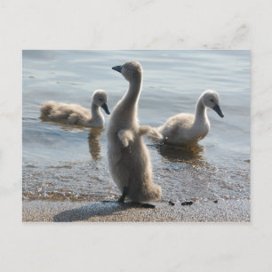 Little Swans Postcard