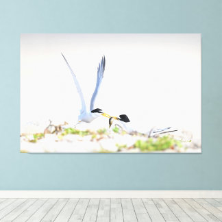 Little tern canvas print