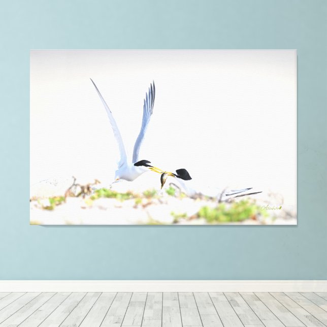 Little tern canvas print (Insitu(Wood Floor))