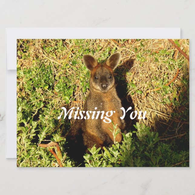 Little Wallaby (Front)