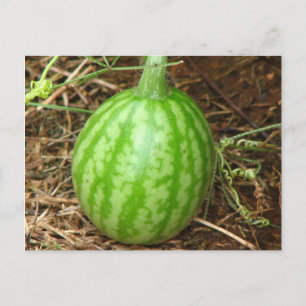 Little Watermelon Postcard