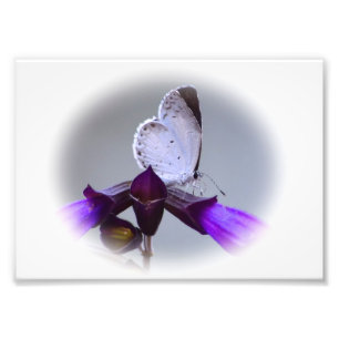 Little White Butterfly Photo Print