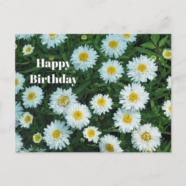 Little White Daisies Floral Photo Birthday Postcard (Front)