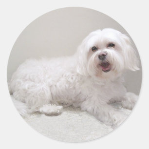 Little White Dog (Maltese) Rescue Classic Round Sticker