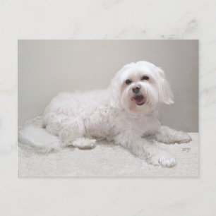 Little White Dog (Maltese) Rescue Postcard