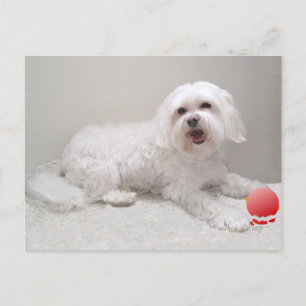Little White Dog (Maltese) Rescue Postcard