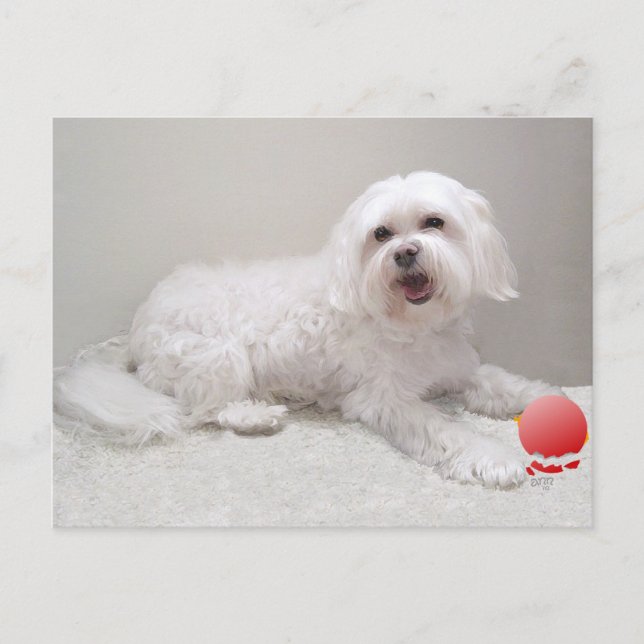 Little White Dog (Maltese) Rescue Postcard (Front)