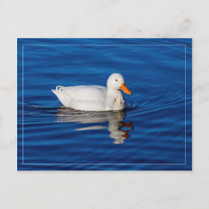 Little White Duck In Rippled Water Postcard
