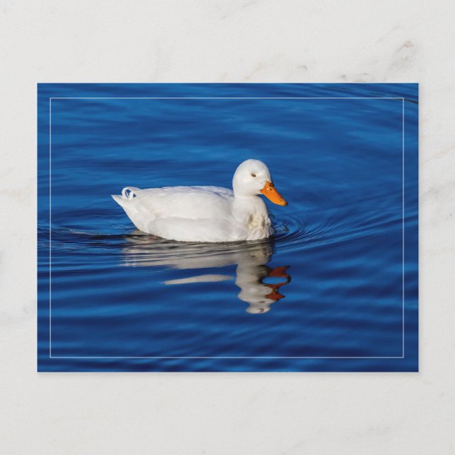 Little White Duck In Rippled Water Postcard (Front)