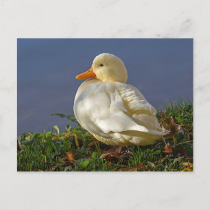 Little White Duck Postcard
