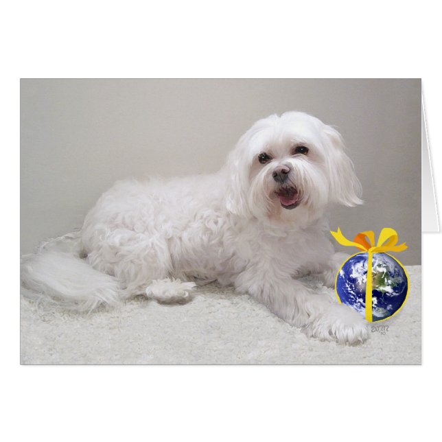 Little White Havanese with Globe (Front Horizontal)