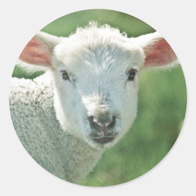Little White Lamb Classic Round Sticker (Front)