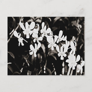 Little White Orchids Postcard