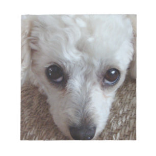 Little White Teacup Poodle Dog Notepad