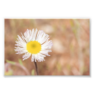 Little White Wild Daisy Flower With Yellow Centre Photo Print