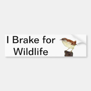 Little Wren Bumper Sticker