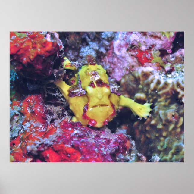 Little Yellow Frogfish Poster (Front)