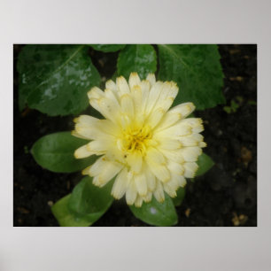 Little Yellow Marigold Print