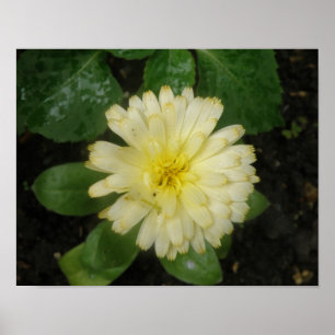 Little Yellow Marigold Print