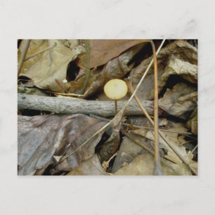 Little Yellow Mushroom Postcard