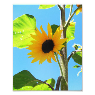 Little Yellow Sunflower 8x10 Photo Print